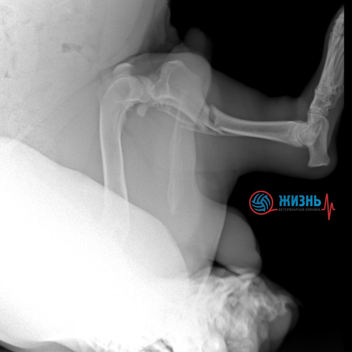 Рентген перелома лапы у собаки.