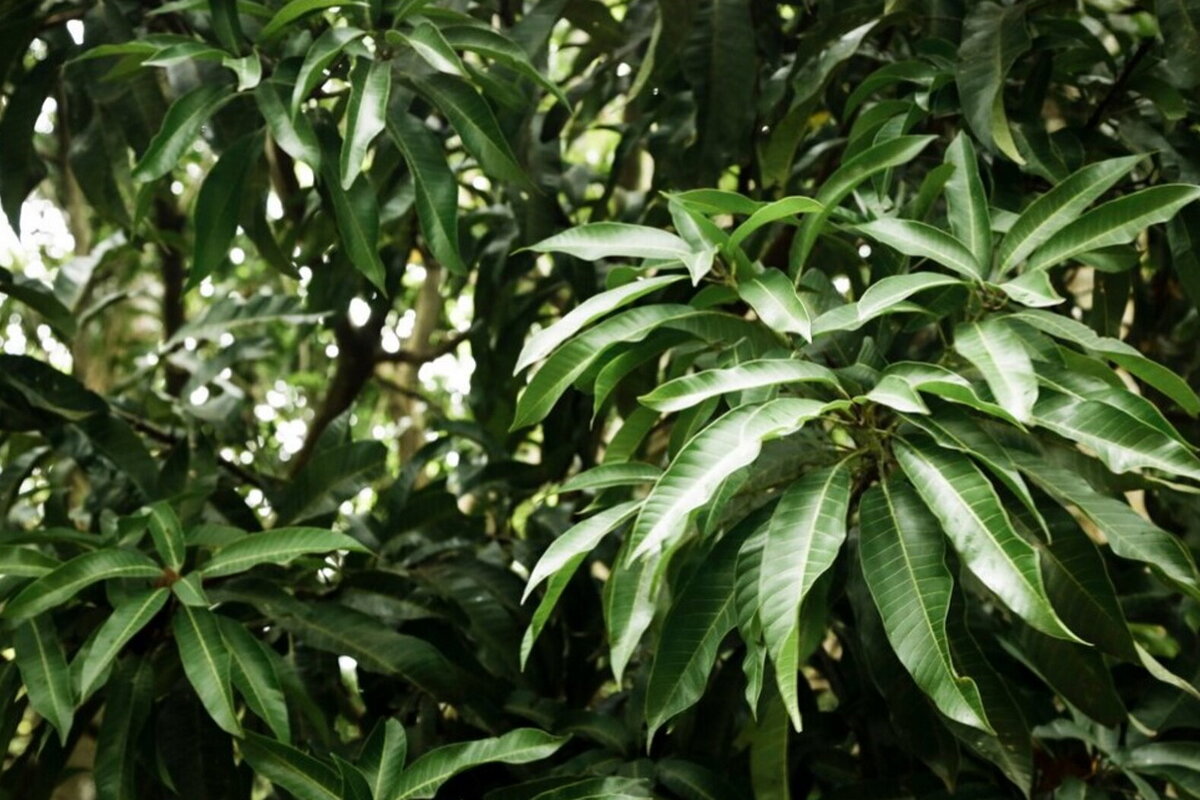     Обрезать или нет? Эксперты объяснили, как ухаживать за денежным деревом