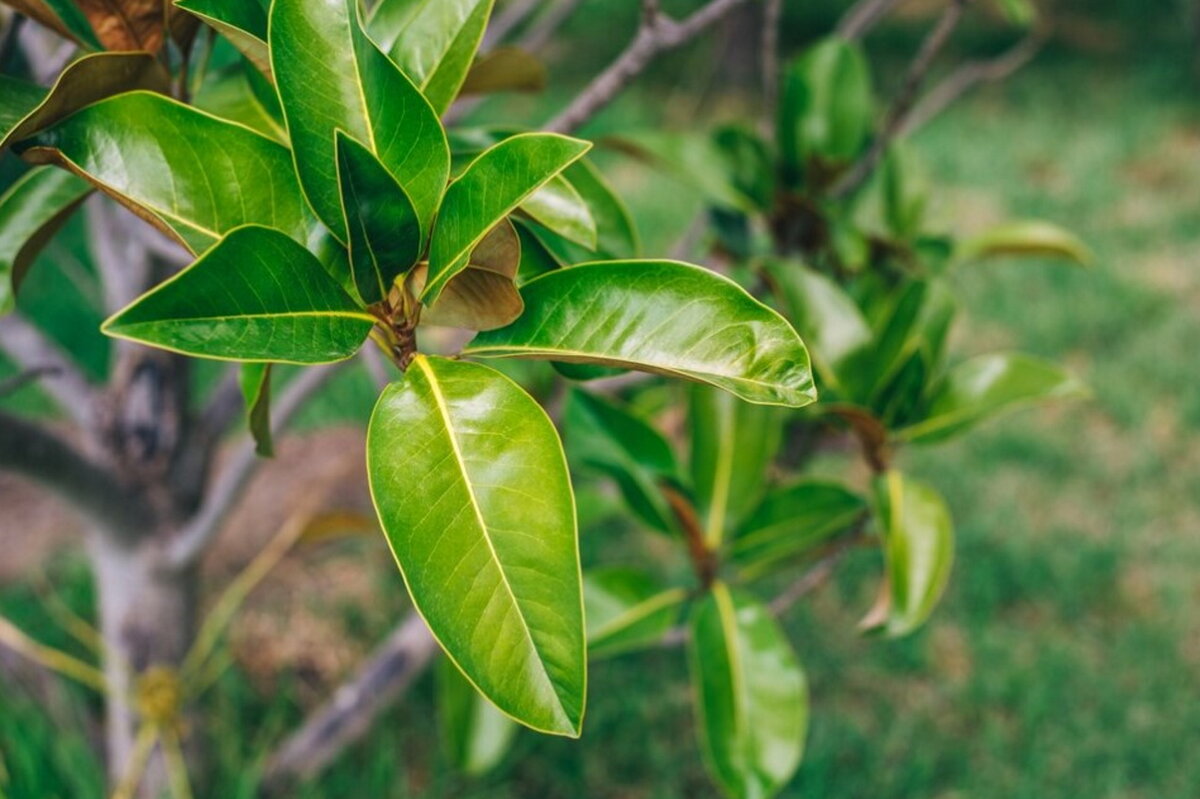    Денежное дерево не требует к себе особого вниманияФото: freepik.com/author/alexphotos