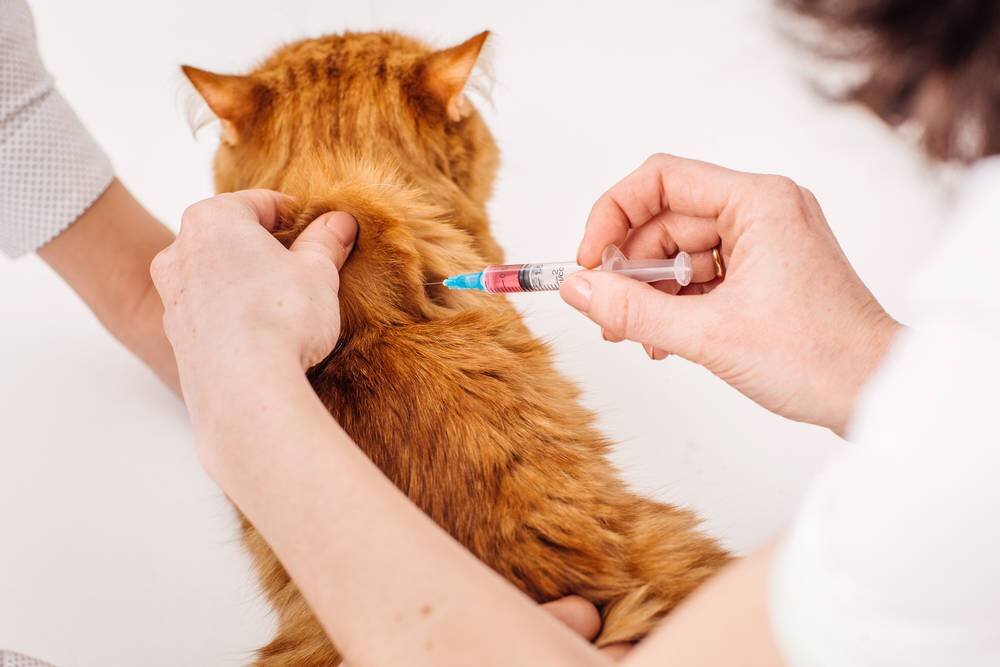 Прививка от бешенства кошке как часто делать. Ивермек укол кошке. Ивермек уколы для кошек дозировка. Препарат ивермек для животных от клещей.