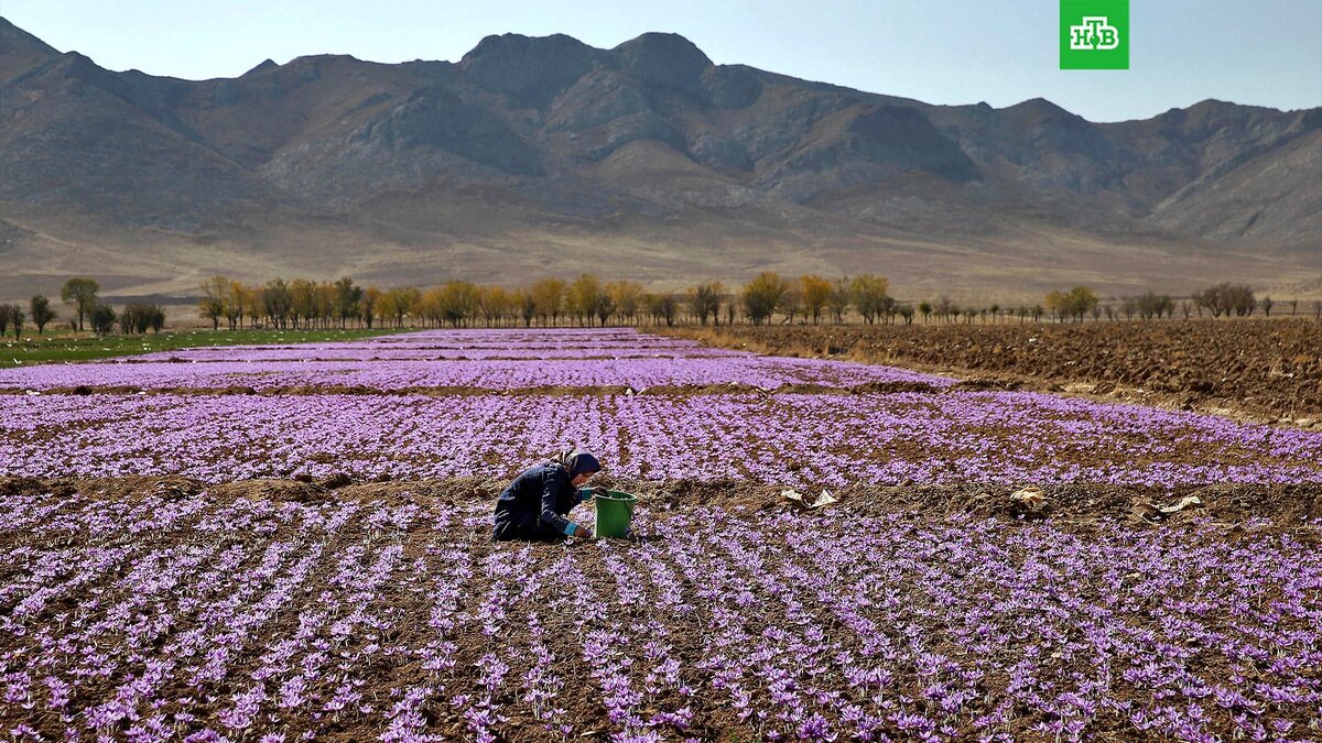    Фото: Associated Press © 2023, Ebrahim Noroozi