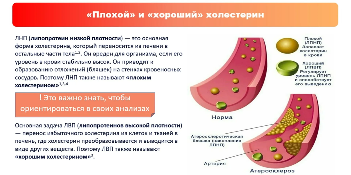 Холестерин. Хороший холестерин. Плохой холестерин. Что такое хороший холестерин и плохой холестерин.