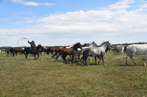Выпас лошадей Хреновского конного завода  в Хреновской степи.