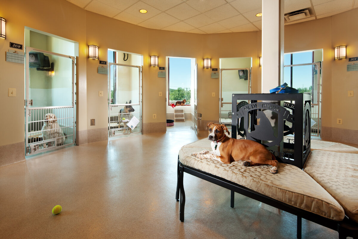 Animal's hotel. Сэр пес гостиница для собак. Обушково гостиница для собак. Отель для животных. Интерьер приюта для животных.