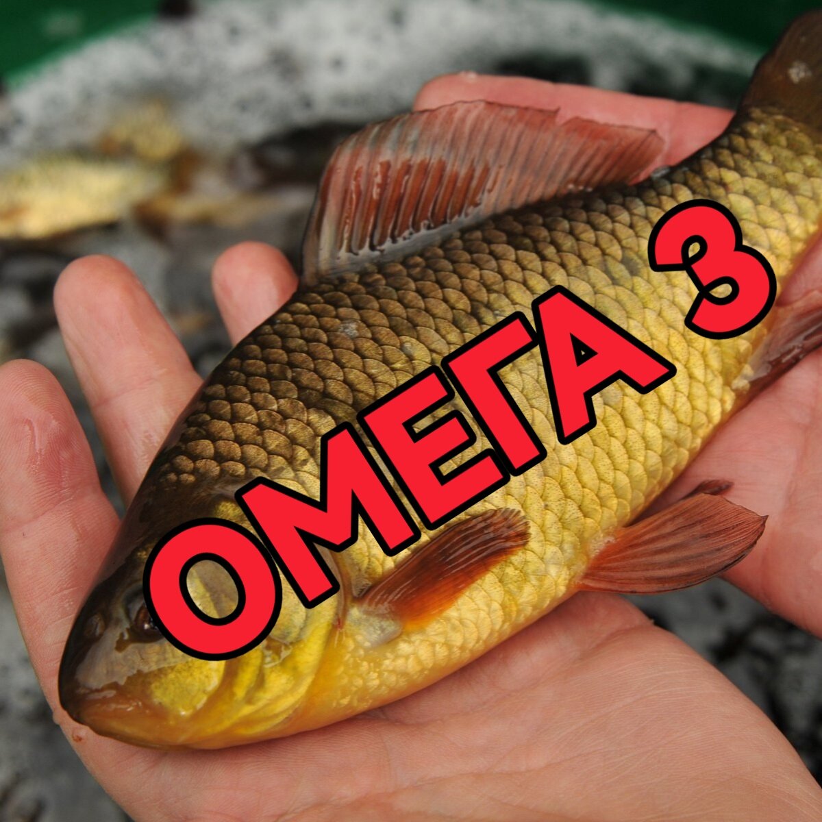 Карась золотой