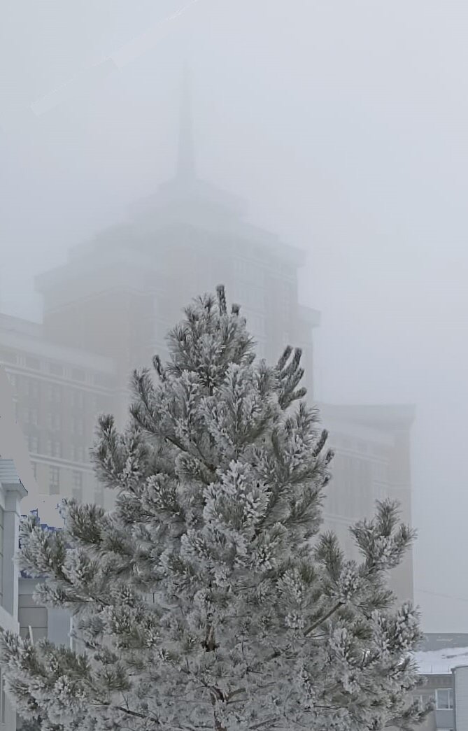 Изморозь на ели и ледяной туман. Фото автора