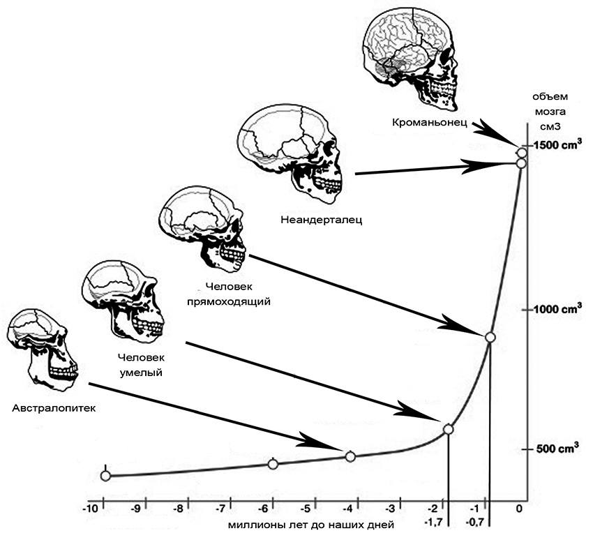 Эволюция размера мозга. Объем мозга человека. Объем головного мозга у современных. Объем мозга современного человека. Объем головного мозга современного человека в см3.