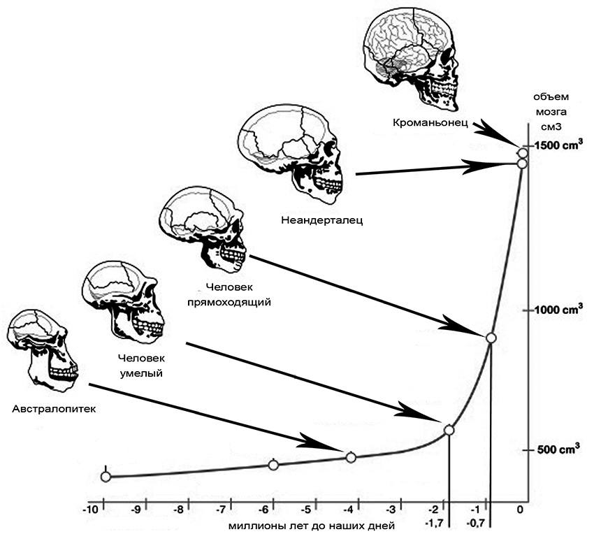 Гоминиды объем мозга. Объем мозга человека. Объем головного мозга у современных. Объем мозга современного человека. Объем головного мозга современного человека в см3.