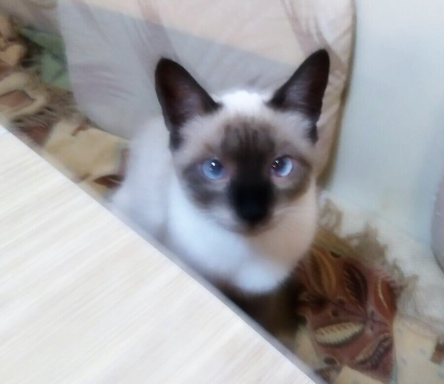 За фото "голодающего" Жореса благодарю Ксюшу БЕКИРОВУ)