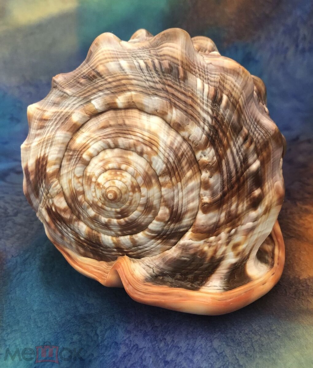 Раковина моллюска Cypraecassis Rufa.