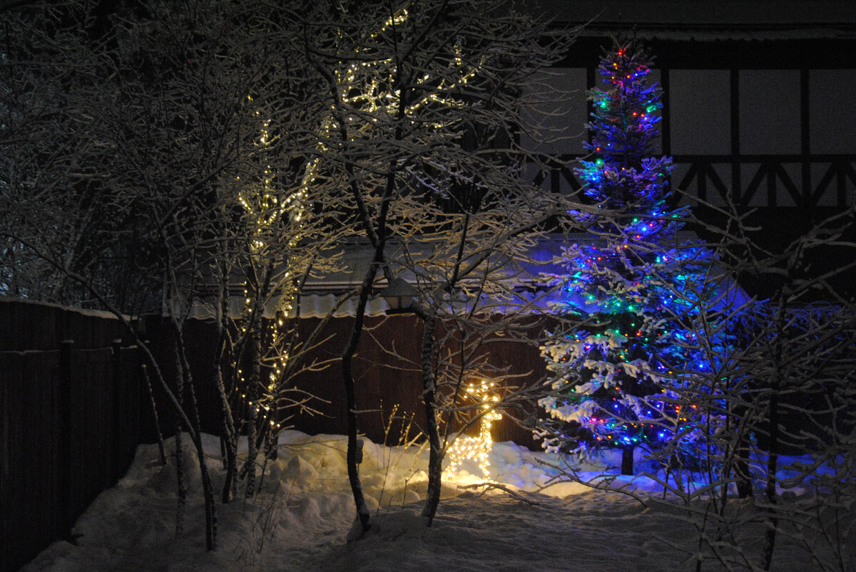 Мы принарядились. Мой сад, декабрь 2023.