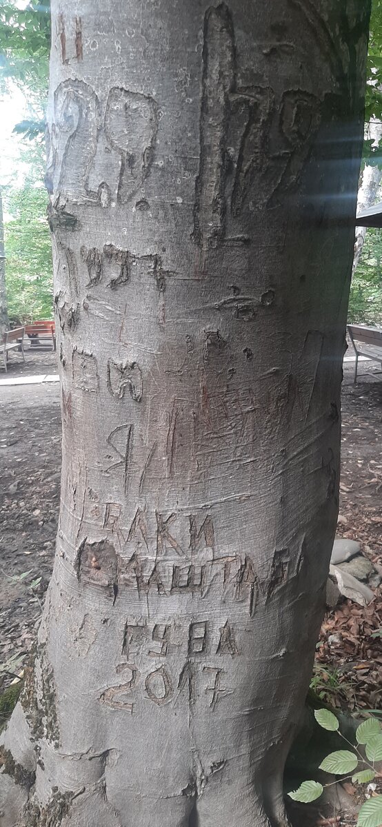 Дерево типа в лесу, на одной из туристических троп