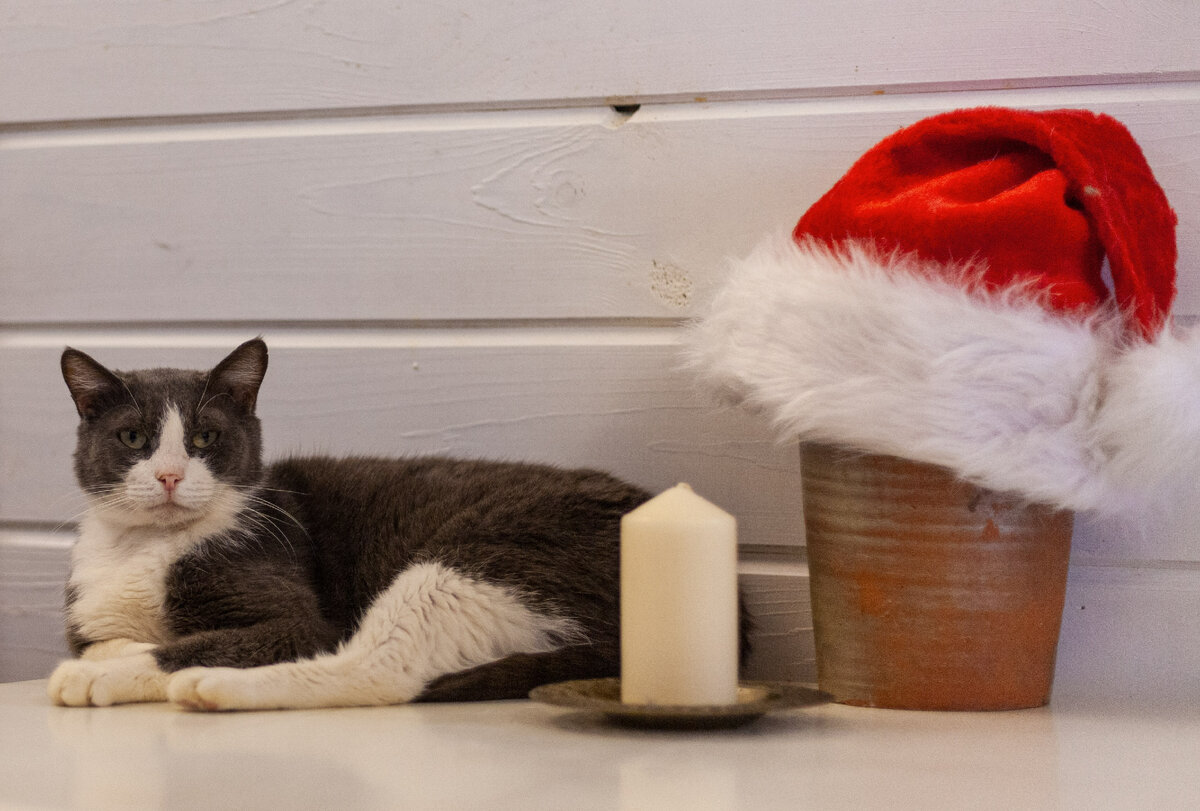 Кузя готов к Новому году