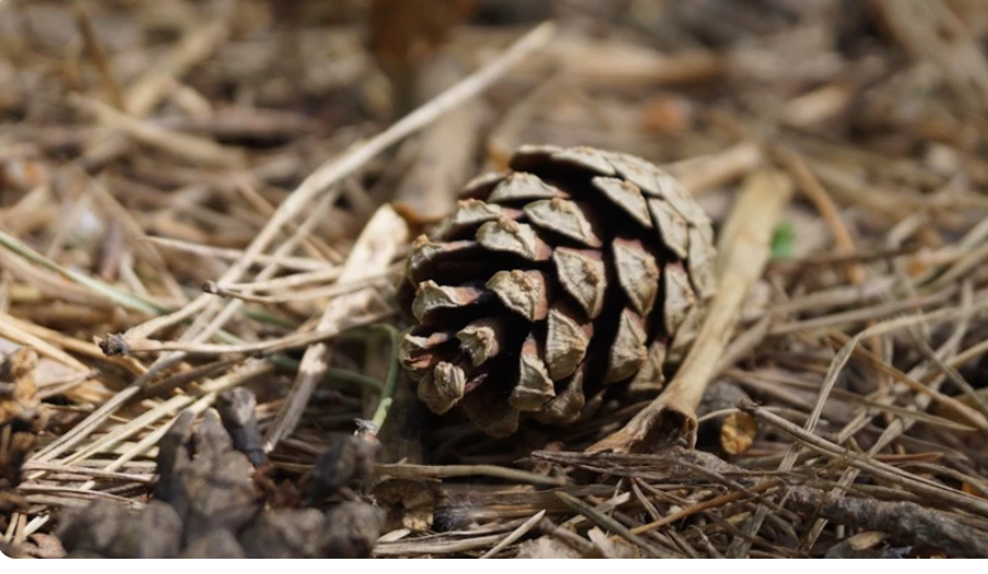 Как можно использовать сосновую хвою на огороде и в саду