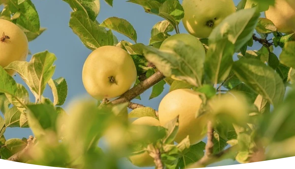 Что такое антоновка? Почему антоновок много и они все разные