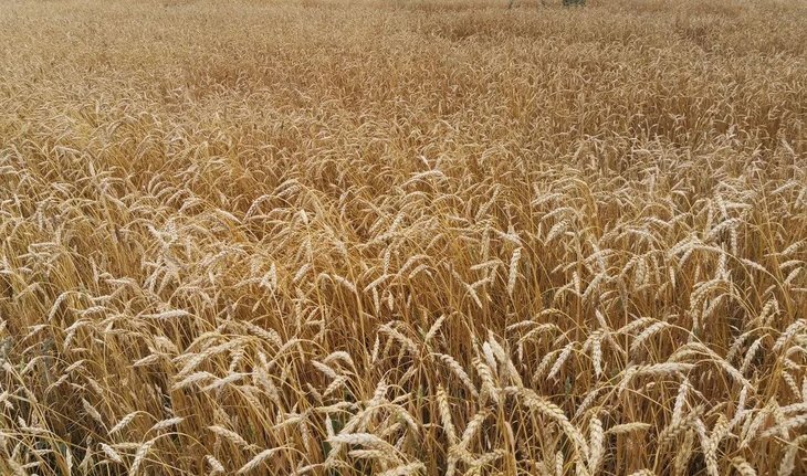    Исторический рекорд по урожайности зерна обновила Бурятия в 2023 году