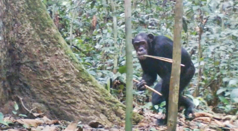   Stephanie Musgrave et al. / Primates, 2023