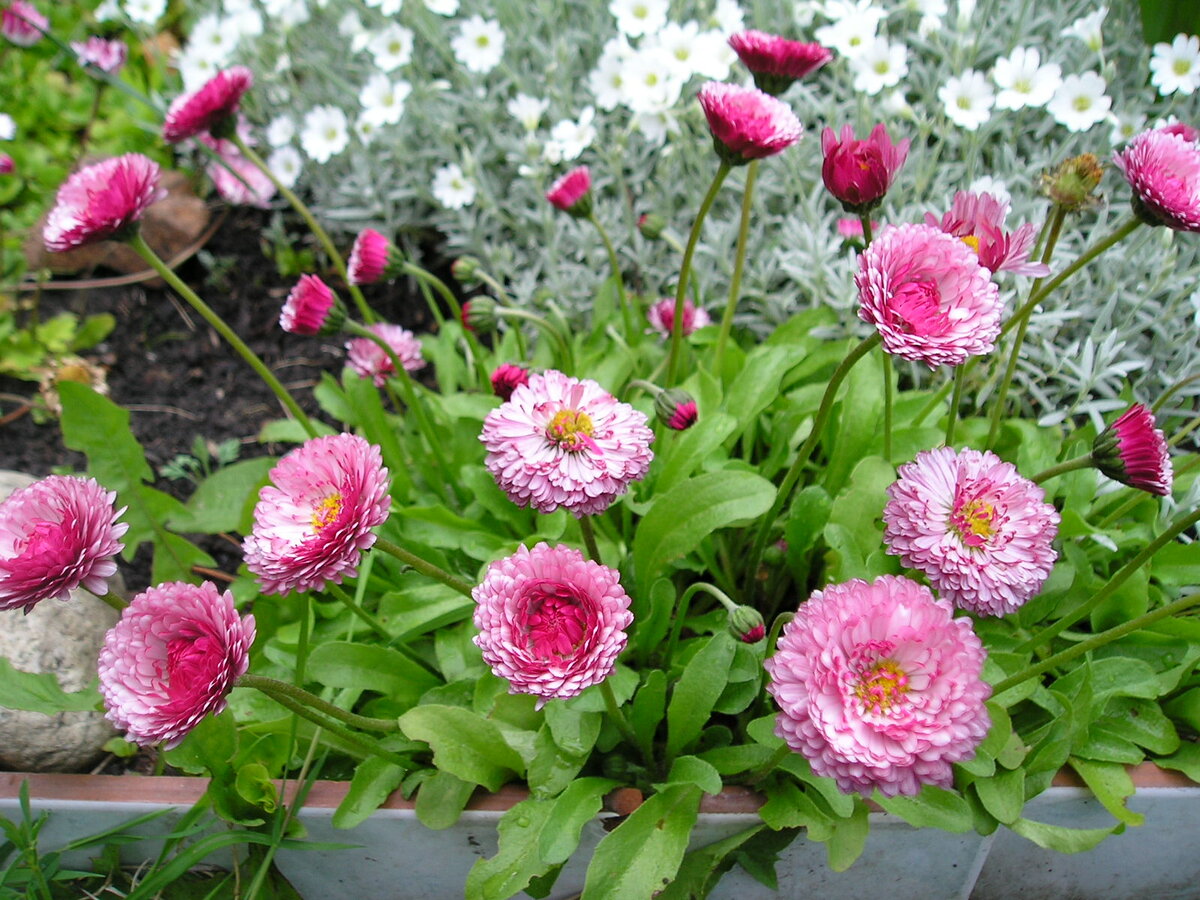 200 English Daisy Flower Seeds - Etsy Flower seeds, Flowers perennials, Bellis p