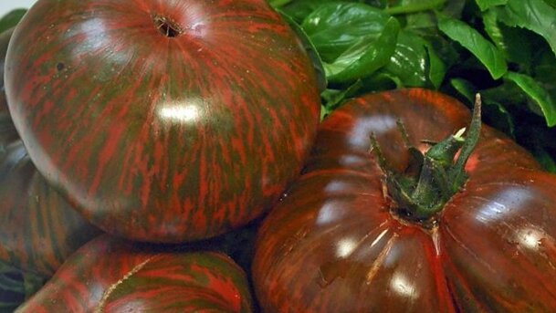 Полосатый шоколад. Определил фаворита на новый сезон