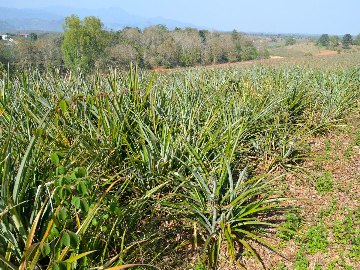 Поле с ананасами в окрестностях Чианг Рая. Фото автора.