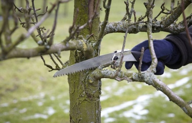    Ставропольские садоводы проводят зимнюю обрезку деревьев и успевают заложить новые гектары