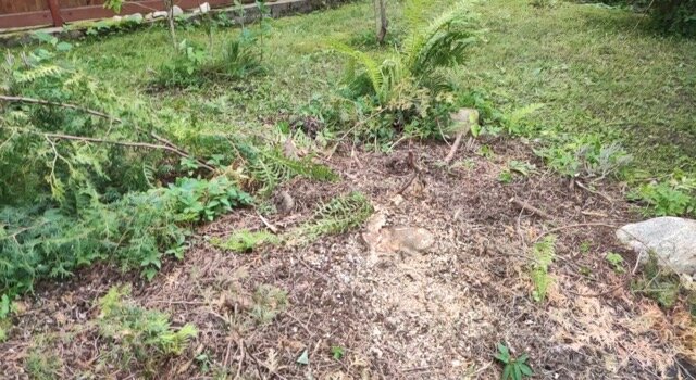 В данном месте так же была Туя, метров 10 в длину