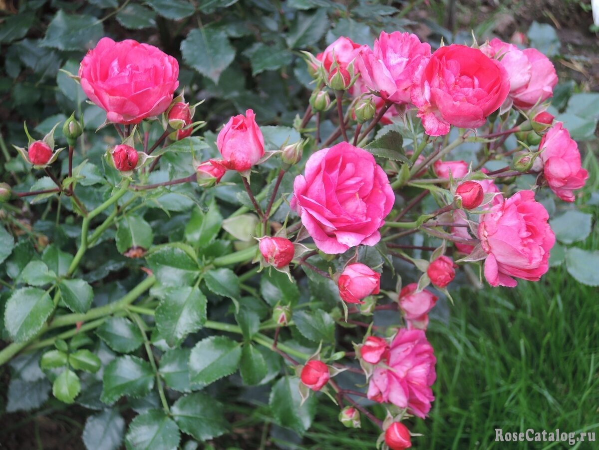 Фото из интернета