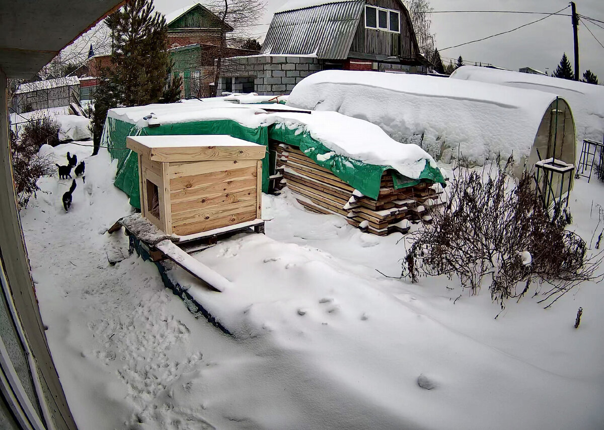 Дачное пушистое хозяйство