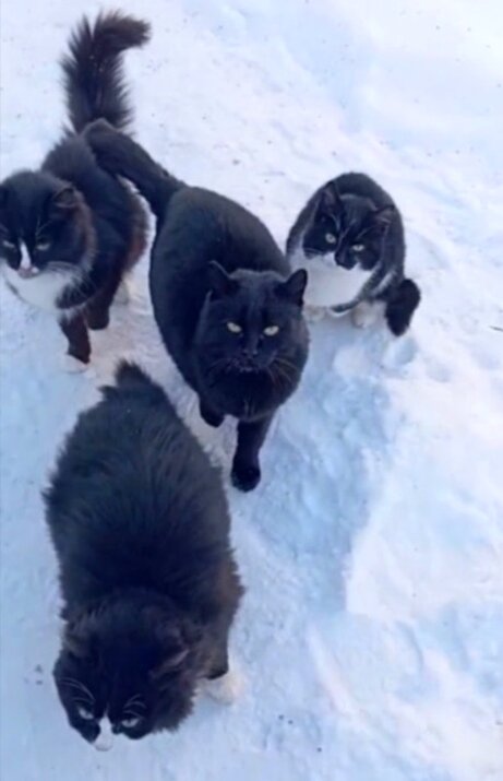 Дачное пушистое хозяйство