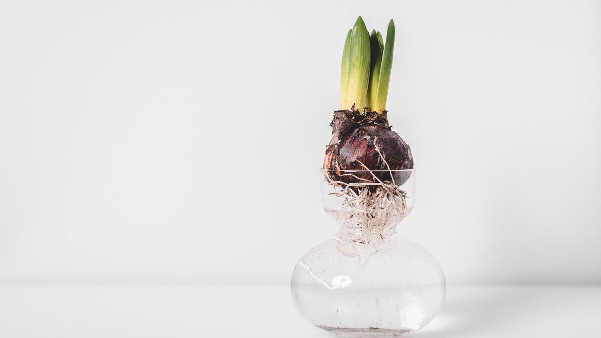    Можно ли сохранить луковицы цветов до весны?© Unsplash / Oscar Helgstrand