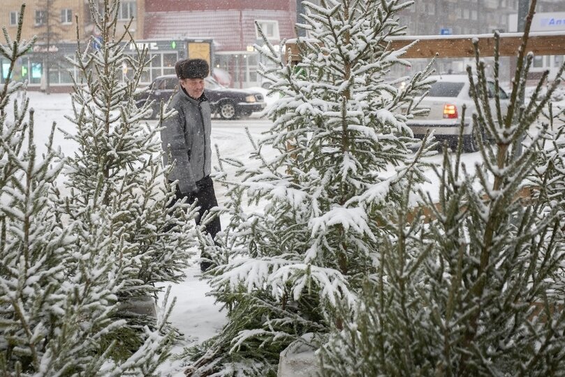     Елочный базар на Рижском проспекте, 50