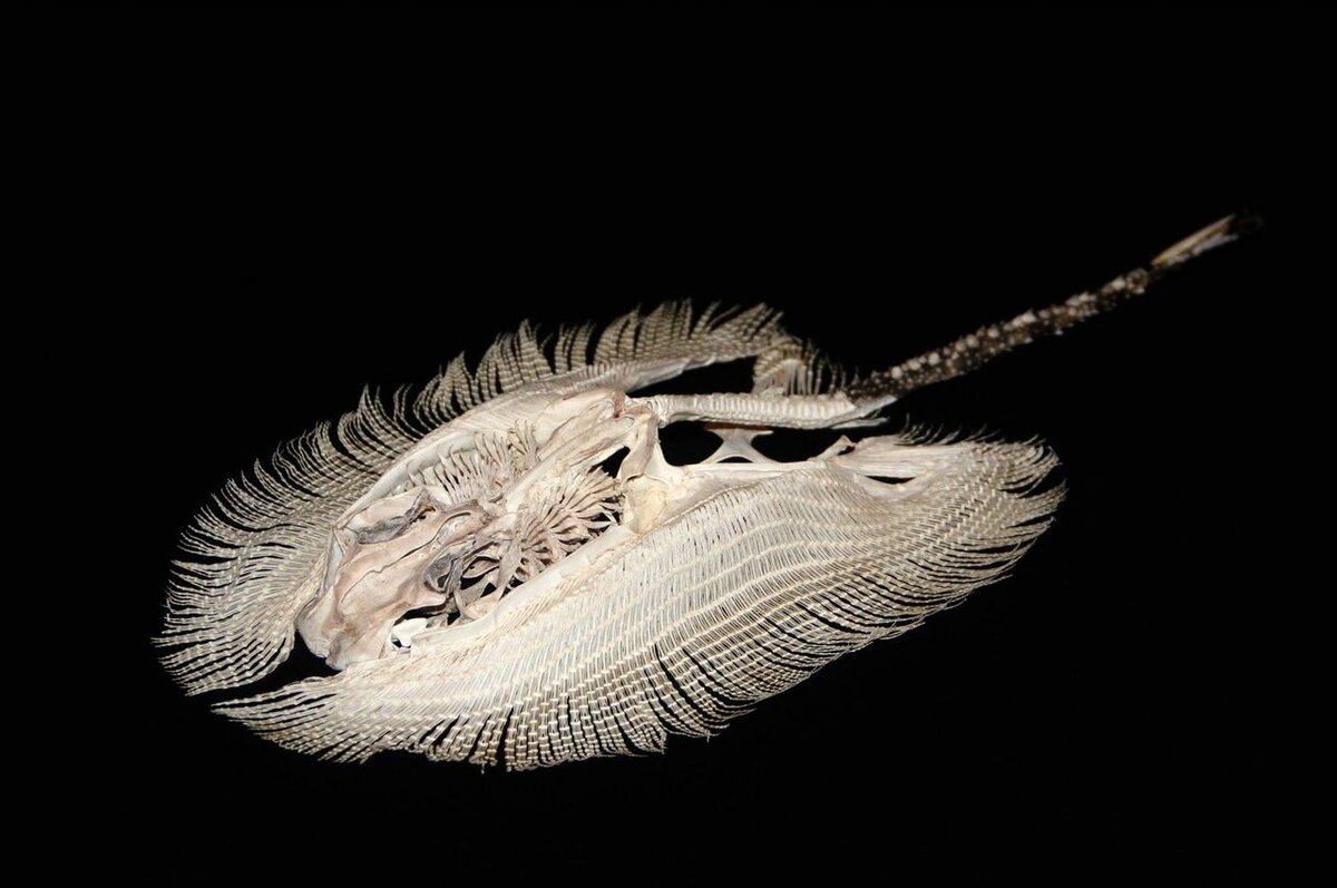 Скелет ската. Листай вправо, чтобы увидеть больше изображений