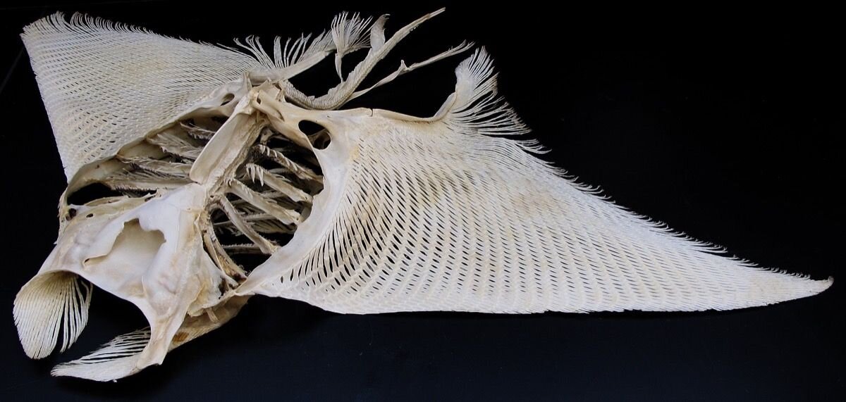 Скелет Манты (Морской дьявол). Вид скатов