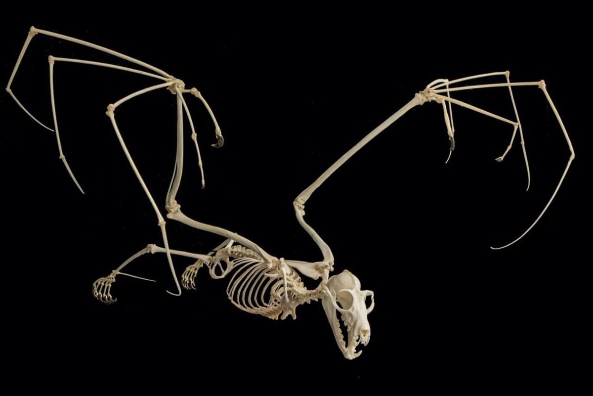 Скелет крылана. Скелет рукокрылых. Рукокрылые строение скелета. Рукокрылые скелет киль. Летающий скелет