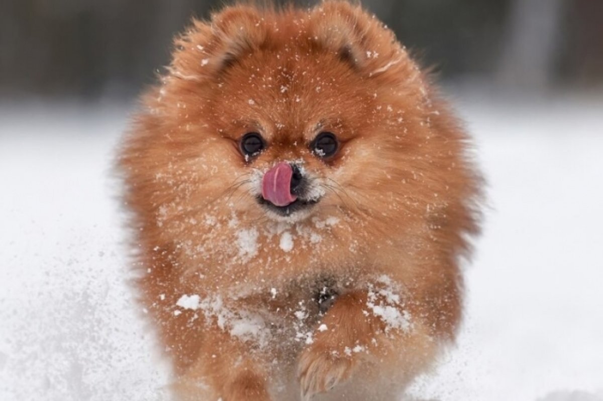    Ветеринар Кирнос объяснила, как ухаживать за лапами собак зимой