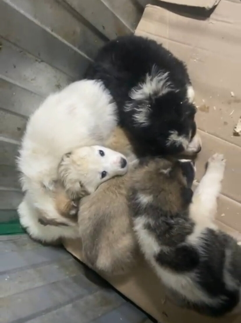 Малыши в ППБЖ уже без мамки 😭