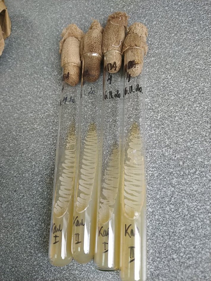 Таак выглядели мои микробики. Здесь прям красиво выросли.