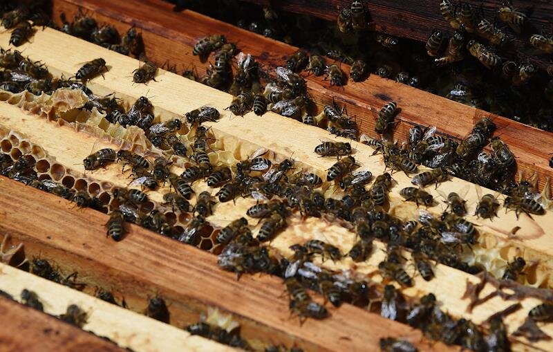 Фото: Виктор Коротаев/Коммерсантъ