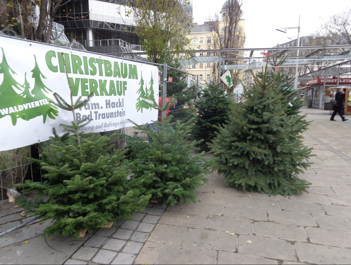 Стенд по продаже живых елок. Источник фото: https://www.meinbezirk.at/wien/c-lokales/wo-du-heuer-deinen-christbaum-in-wien-kaufen-kannst_a6430745#gallery=default&pid=37646737