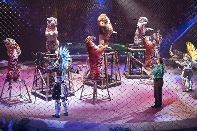    Фото: Самарский цирк