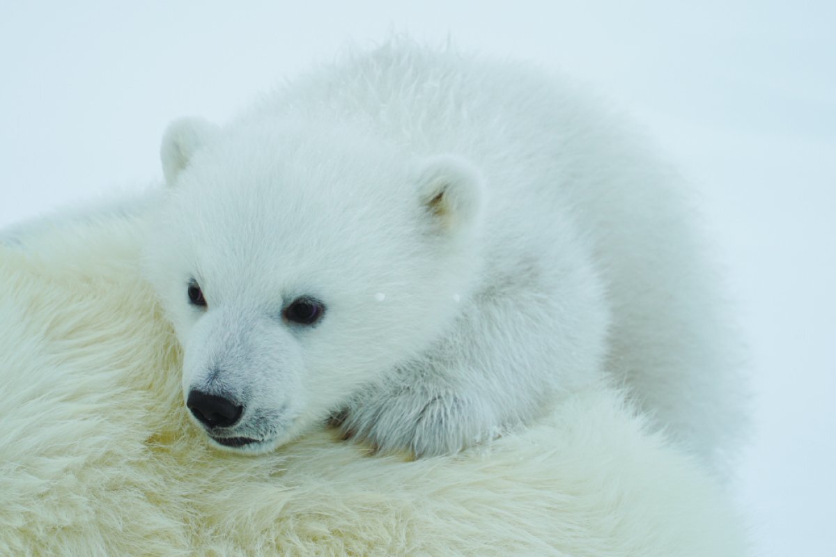    Медвежонок, остров Земля Александры, архипелаг Земля Франца-Иосифа.