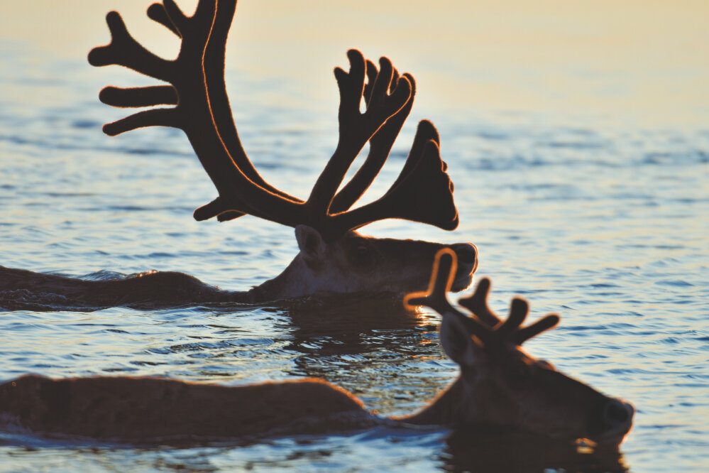    Переправа оленей на реке Хатанга, полуостров Таймыр. Фото: Петр Савченко