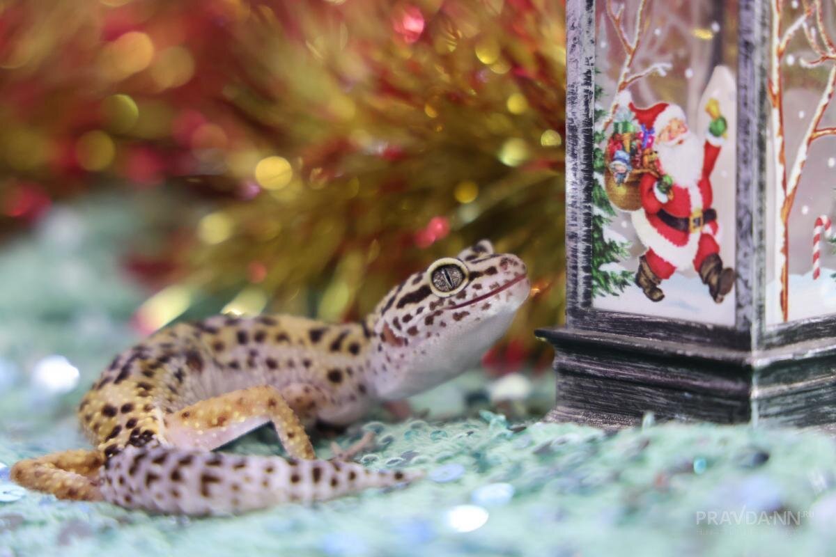    Экзотические питомцы становятся всё популярнее