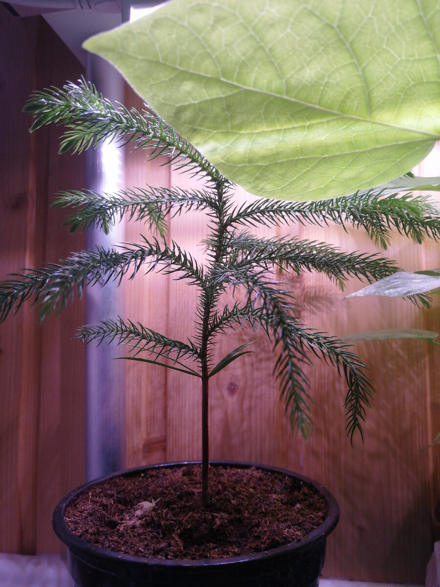 Араукарию на стеллаже, то есть растущая у меня. 