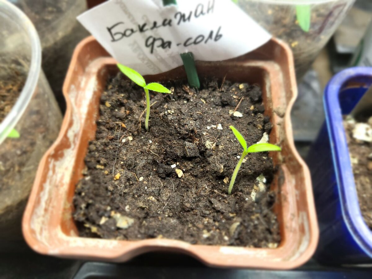 Время первой подкормки!