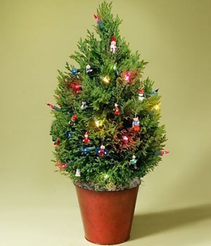 Елочка в горшке