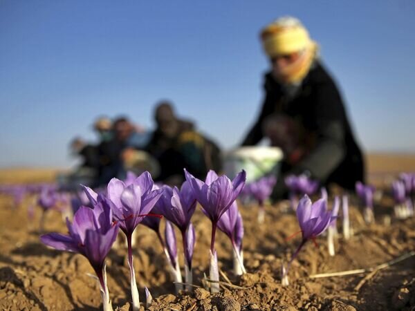    © AP Photo / Ebrahim Noroozi