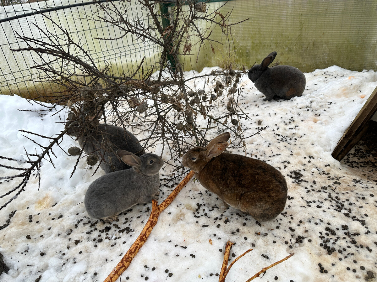 Собрались. У свежей ветки облепихи (прореживаю заросли заодно).