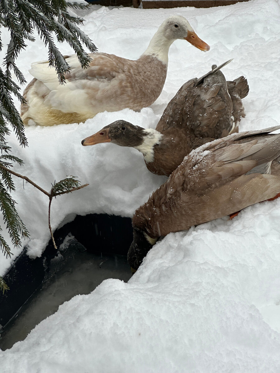 Снега много, купель глубоко - утки сначала пьют, лежа, заметьте - чтобы лапки не стыли ...