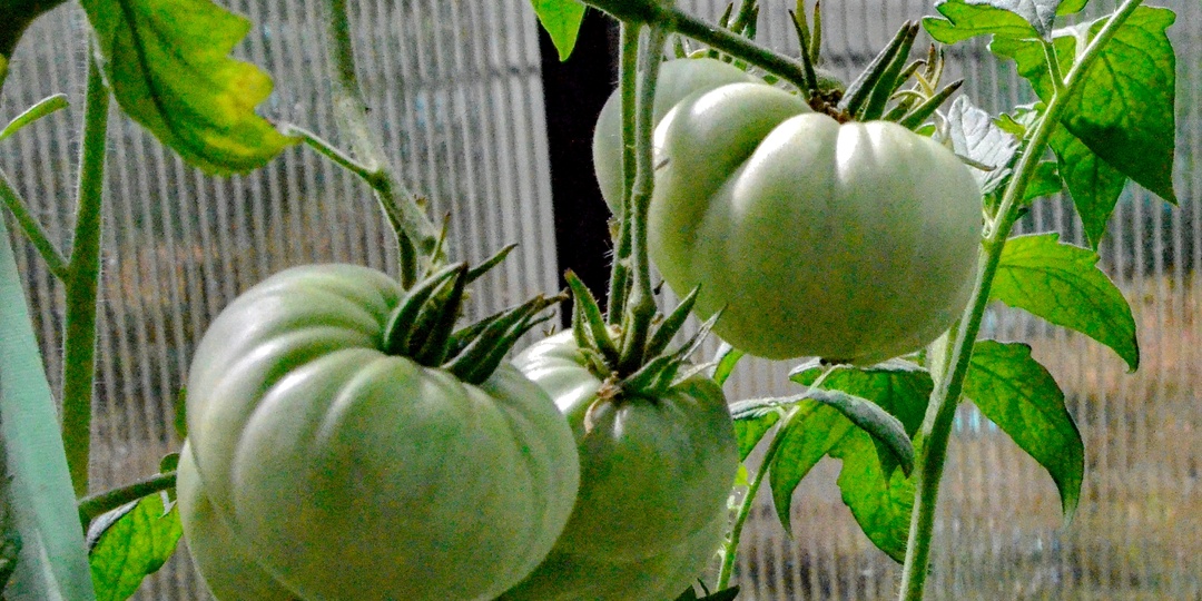 Выбрал 7 сортов «урожайных» томатов! Они «сделают» урожай в любое лето (посоветовал друг — агроном)